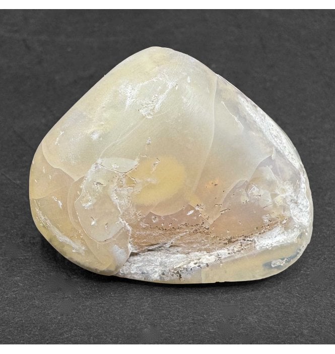 Rare Opalised Cretaceous Fossil Shell from Coober Pedy, South Australia (SKU OF3115):- Cyrenopsis meeki