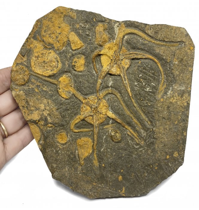 Rare Ordovician Brittlestar and Cystoid Cluster from Morocco, North Africa (SKU OF1925):- Ophuroidea sp.