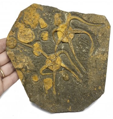 Rare Ordovician Brittlestar and Cystoid Cluster from Morocco, North Africa (SKU OF1925):- Ophuroidea sp.