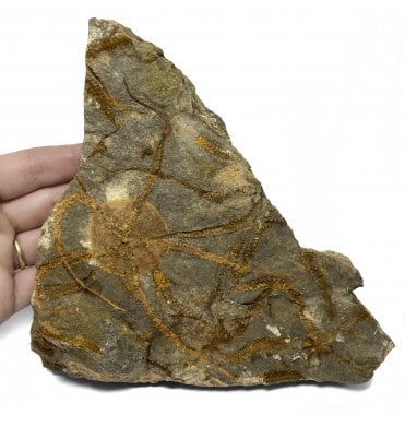 Rare Ordovician Brittlestar from Morocco, North Africa (SKU OF1924):- Ophuroidea sp.