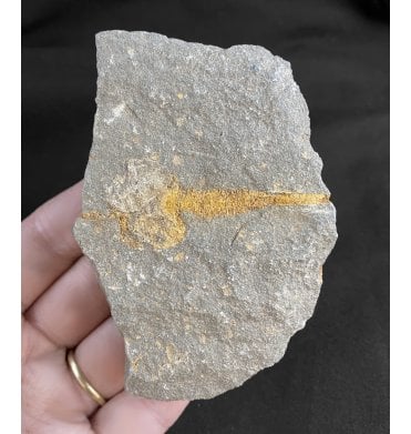 Rare Ordovician Cystoid from Morocco, North Africa (SKU OF1370):- Cystoid sp.