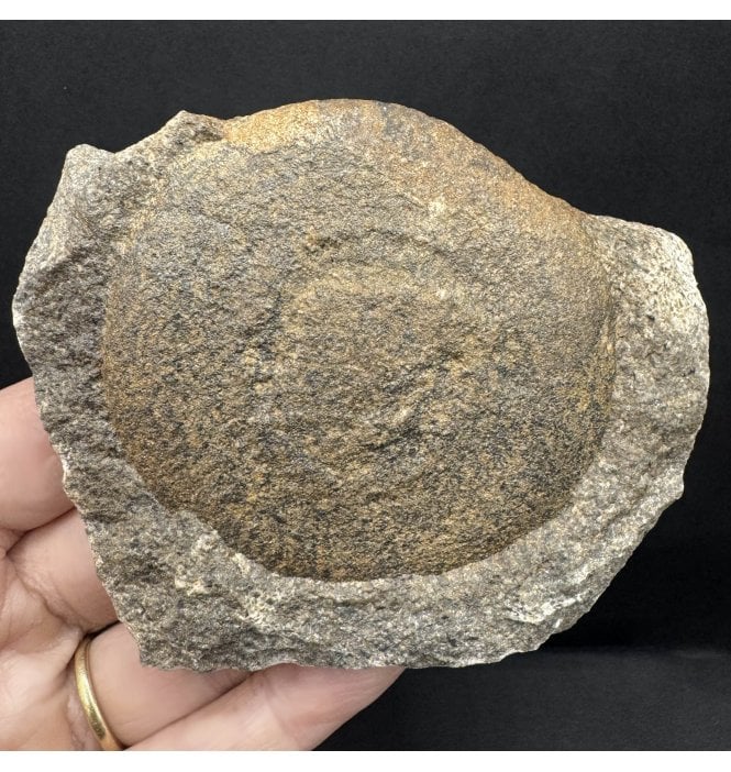 Rare Ordovician Soft Bodied Jellyfish (Medusoid) from Morocco, North Africa (SKU OF3767):- Discophyllum berberum (syn. Eldonia berbera)