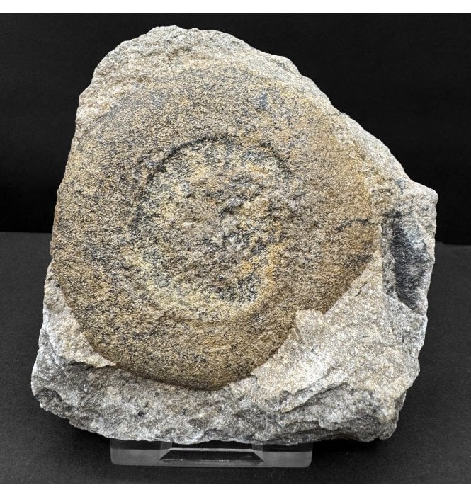 Rare Ordovician Soft Bodied Organism from Morocco, North Africa (SKU OF4269):- Discophyllum berberum (syn. Eldonia berbera)