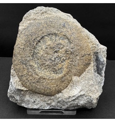 Rare Ordovician Soft Bodied Organism from Morocco, North Africa (SKU OF4269):- Discophyllum berberum (syn. Eldonia berbera)