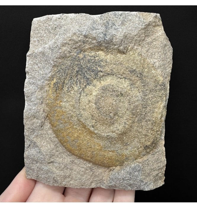 Rare Ordovician Soft Bodied Organism from Morocco, North Africa (SKU OF4464):- Discophyllum berberum (syn. Eldonia berbera)