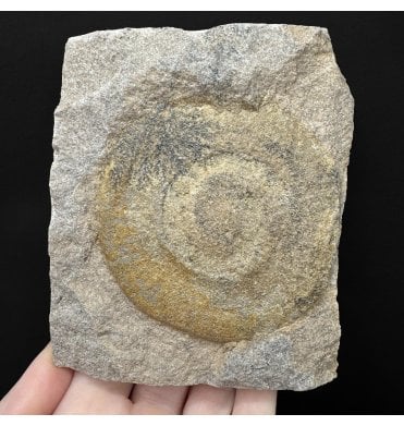 Rare Ordovician Soft Bodied Organism from Morocco, North Africa (SKU OF4464):- Discophyllum berberum (syn. Eldonia berbera)