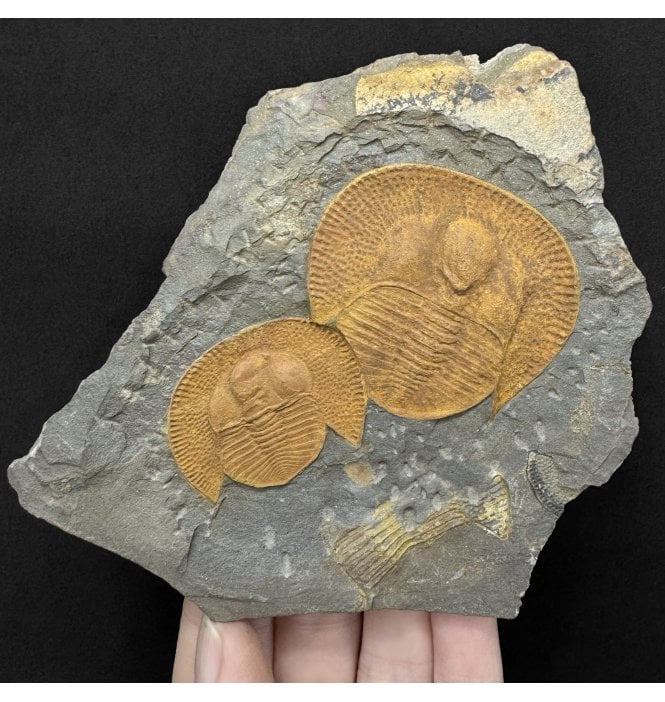 Rare Ordovician Trilobite Cluster from Morocco, North Africa (SKU T1586):- Decolivolithus titan