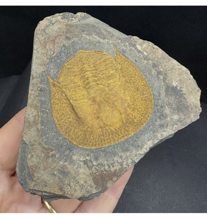 Rare Ordovician Trilobite from Morocco, North Africa (SKU T1396):- Decolivolithus titan