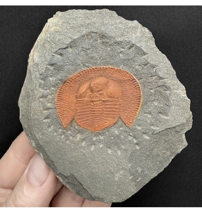 Rare Ordovician Trilobite from Morocco, North Africa (SKU T1585):- Decolivolithus titan