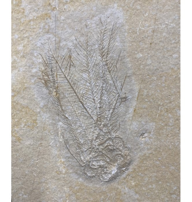 Rare Part and Counterpart Upper Jurassic Fossil Crinoid From the Upper Jurassic of Germany (SKU OF1439):- Comaturella pinnata