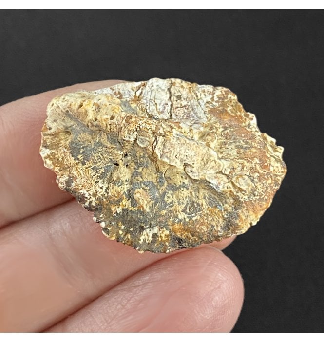 Rare Partial Upper Triassic Phytosaur Dermal Scute from Chinle Formation, Arizona (SKU V3070):- Phytosaur sp. indet