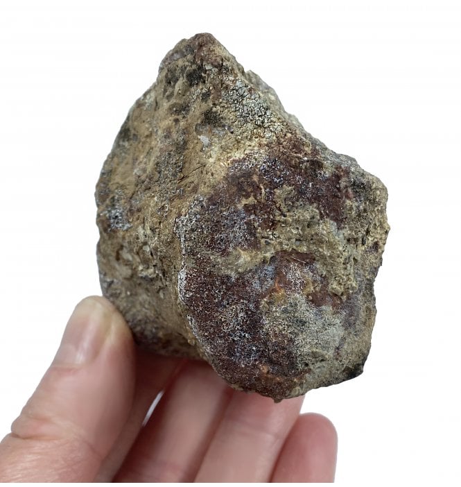 Rare Partial Upper Triassic Phytosaur Vertebra from Chinle Formation, Arizona (SKU V2958):- Phytosaur sp. indet