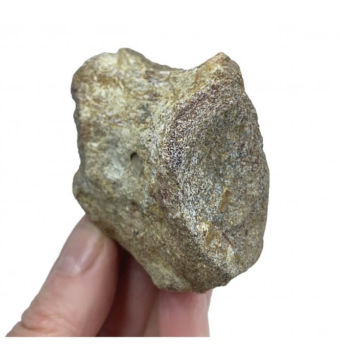 Rare Partial Upper Triassic Phytosaur Vertebra from Chinle Formation, Arizona (SKU V2959):- Phytosaur sp. indet