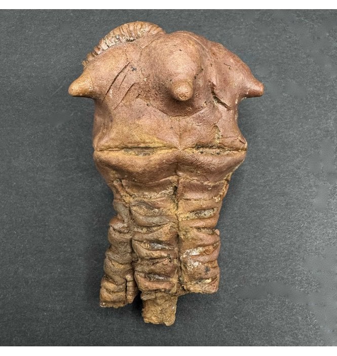 Rare Permian Crinoid from Western Australia (SKU OF3116):- Jimbacrinus bostocki