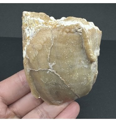 Rare Primitive Fossil Rhinoceros Tooth from the Late Miocene of Gansu, China (SKU V7017):- Chilotherium cf. anderssoni