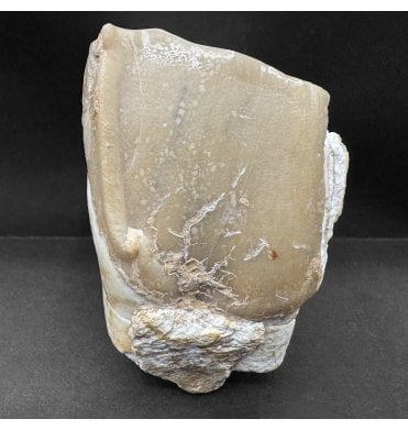 Rare Primitive Fossil Rhinoceros Tooth from the Late Miocene of Gansu, China (SKU V8598):- Chilotherium cf. anderssoni