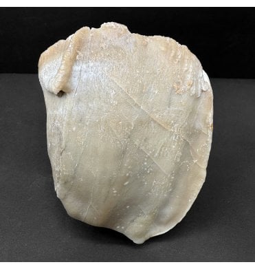Rare Primitive Fossil Rhinoceros Tooth from the Late Miocene of Gansu, China (SKU V8667):- Chilotherium sp.
