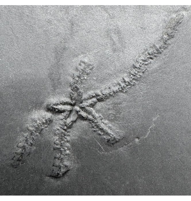 Rare Pyritised Lower Devonian Starfish from the Hunsruckschifer, Bundenbach, Germany (SKU OF4337):- Furcaster palaeozoicus
