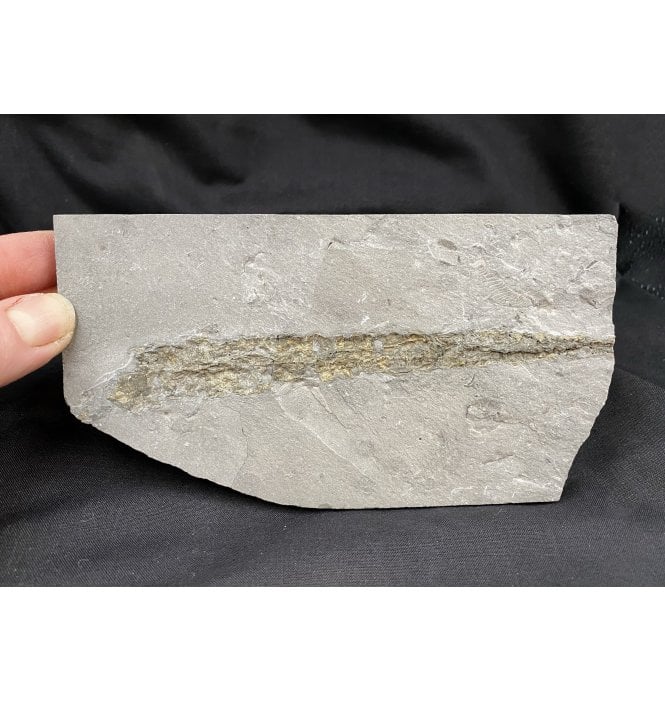 Rare Pyritised Middle Silurian Orthocone from New York, USA (SKU OF1191):- Orthocone sp. indet