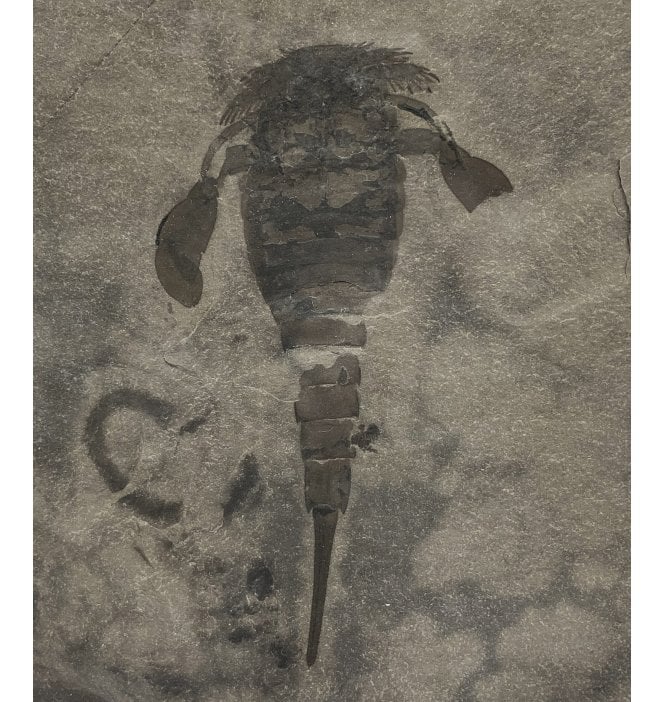 Rare Silurian Eurypterid (Sea Scorpion) from New York State, USA (SKU OF2452) - Eurypterus lacustris