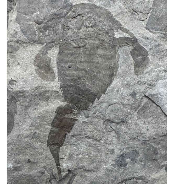 Rare Silurian Eurypterid (Sea Scorpion) from New York State, USA (SKU OF3809):- Eurypterus lacustris