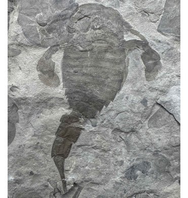 Rare Silurian Eurypterid (Sea Scorpion) from New York State, USA (SKU OF3809):- Eurypterus lacustris