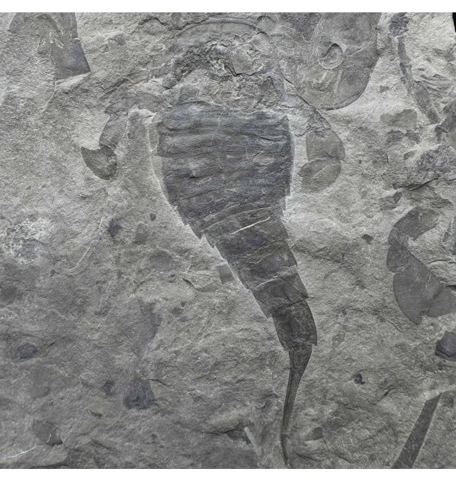 Rare Silurian Eurypterid (Sea Scorpion) from New York State, USA (SKU OF3810):- Eurypterus lacustris