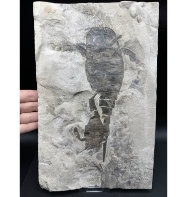 Rare Silurian Large Double Eurypterid (Sea Scorpion) from New York State, USA (SKU OF3268) - Eurypterus lacustris