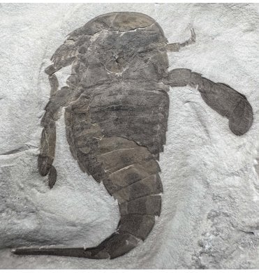 Rare Silurian Large Double Eurypterid (Sea Scorpion) from New York State, USA (SKU OF3379) - Eurypterus lacustris