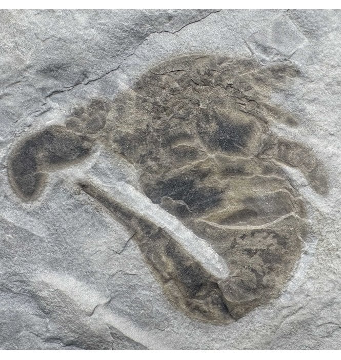 Rare Silurian Large Double Eurypterid (Sea Scorpion) from New York State, USA (SKU OF3425) - Eurypterus lacustris