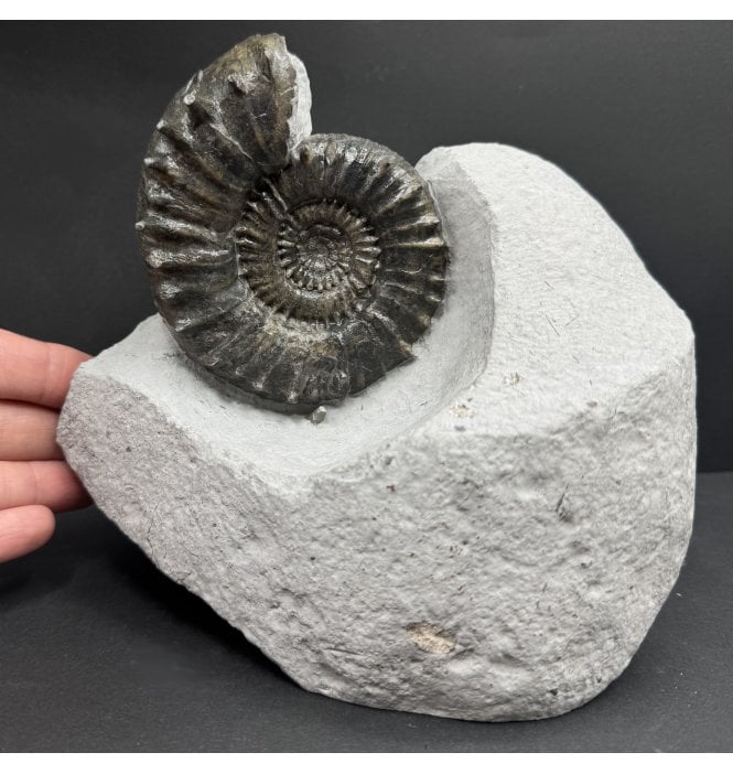 Rare Spiny Lower Lias, Lower Jurassic Ammonite from Charmouth, Dorset, England (SKU A3946):- Apodoceras cf. leckenbyi