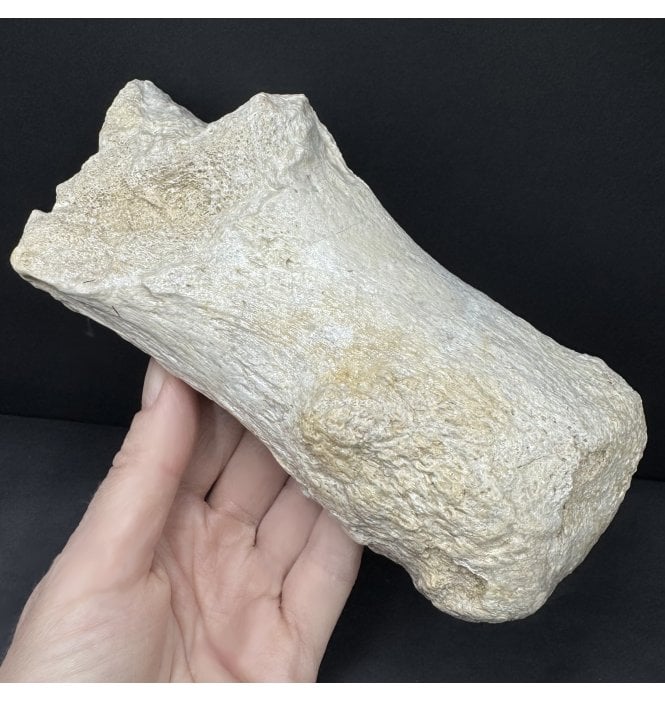 Rare Titanotherium Toe Bone (Phalanges) from the Early Oligocene, South Dakota, USA (SKU V9152):- Megacerops cf. coloradensis