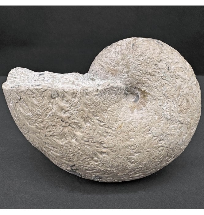Rare Toarcian, Lower Jurassic Ammonite from Hungary (SKU A4412):- Phylloceras dodelenianum