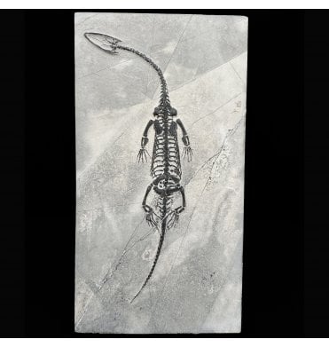 Rare Triassic Pachypleurosaurus (Aquatic Fish-Eating Reptile) from China (SKU V8730):- Kechousaurus hui