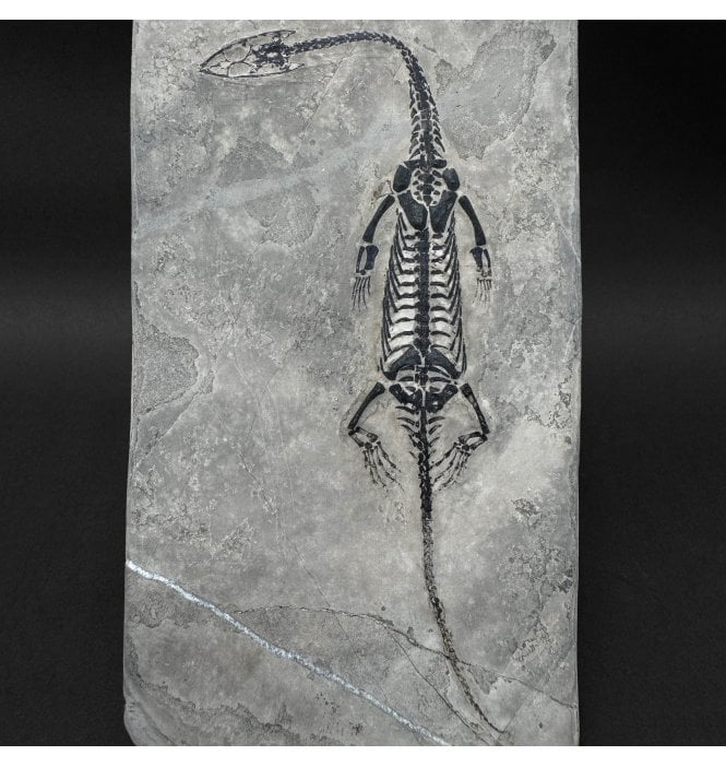 Rare Triassic Pachypleurosaurus (Aquatic Fish-Eating Reptile) from China (SKU V9352):- Kechousaurus hui