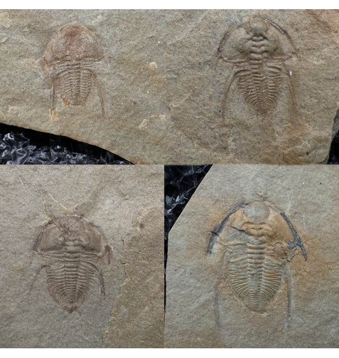 Rare Trilobite Growth Series Lower Middle Cambrian Trilobite from Nevada, USA (SKU T1332):- Nephrolenellus genniculatus