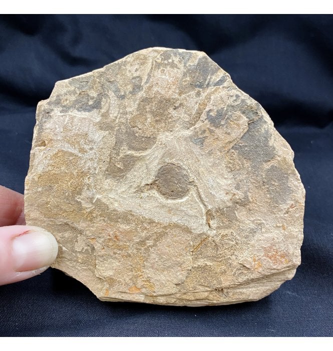 Rare Upper Cambrian Solutan from Guole Biota, China (SKU OF1192):- Solutan sp. indet