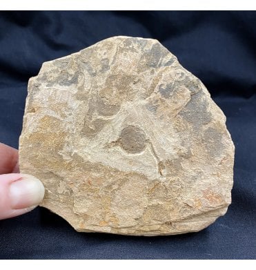 Rare Upper Cambrian Solutan from Guole Biota, China (SKU OF1192):- Solutan sp. indet