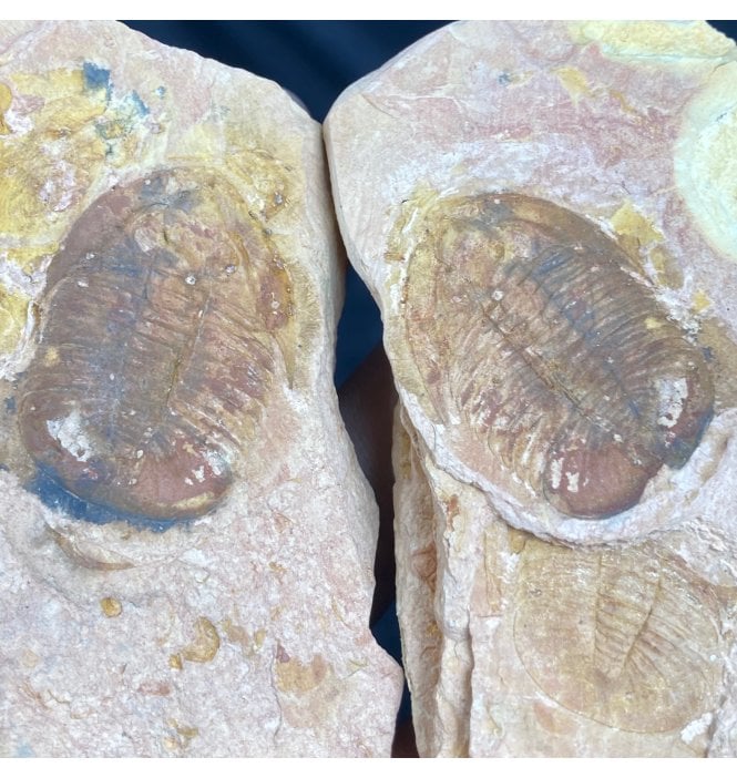 Rare Upper Cambrian Trilobite from China (SKU T0574):- Tamdaspis jingxiensis