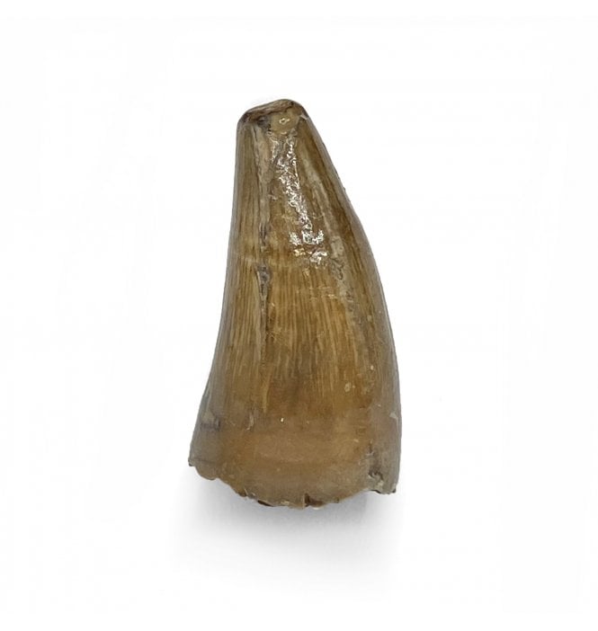 Rare Upper Cretaceous Crocodile Tooth from Hell Creek Formation, Montana, USA (SKU V5446):- Leidyosuchus sternbergii