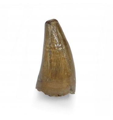Rare Upper Cretaceous Crocodile Tooth from Hell Creek Formation, Montana, USA (SKU V5446):- Leidyosuchus sternbergii