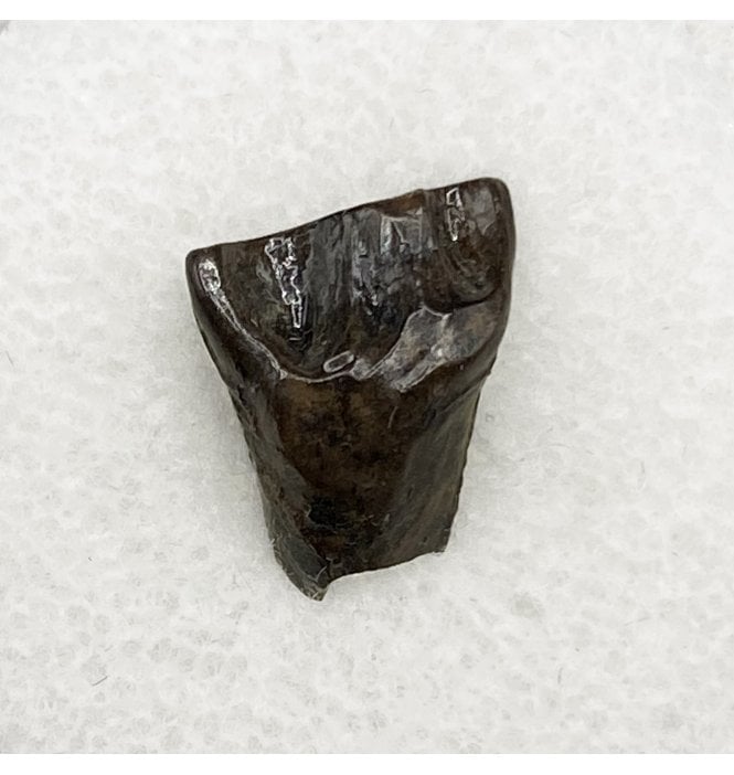 Rare Upper Cretaceous Dinosaur (Ceratopsian) Tooth from Hell Creek Formation, Montana, USA (SKU V5484):- Leptoceratops gracilis