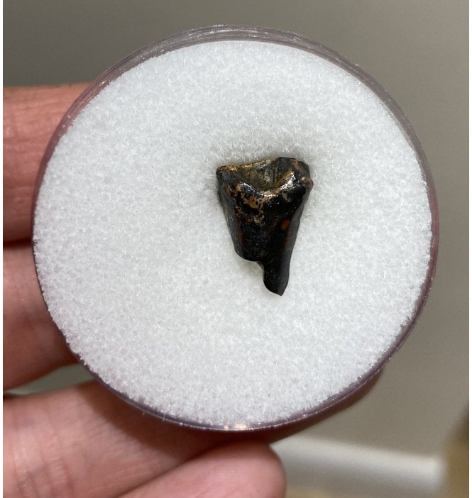 Rare Upper Cretaceous Dinosaur (Ceratopsian) Tooth from Hell Creek Formation, USA (SKU V2775):- Leptoceratops gracilis