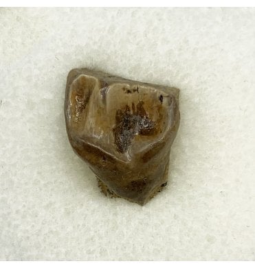 Rare Upper Cretaceous Dinosaur (Ceratopsian) Tooth from Hell Creek Formation, USA (SKU V5432):- Leptoceratops gracilis