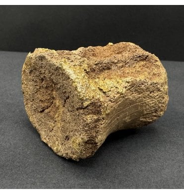 Rare Upper Cretaceous Dinosaur (Hadrosaurus) Tail Vertebra from Hell Creek Formation, Montana, USA (SKU V8479):- Hadrosaurus cf. annectens