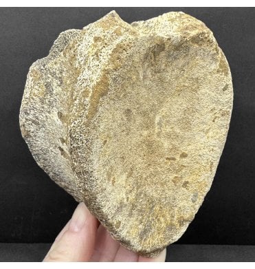 Rare Upper Cretaceous Dinosaur (Hadrosaurus) Vertebra from the Hell Creek Formation, Montana, USA (SKU V8619):- Hadrosaurus cf. annectens
