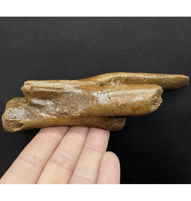 Rare Upper Cretaceous Dinosaur Ornithomimid Tail Vertebra from Hell Creek Formation, Montana, USA (SKU V7864):- Struthiomimus altus