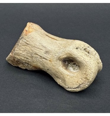 Rare Upper Cretaceous Dinosaur Ornithomimid Toe Bone from Hell Creek Formation, South Dakota, USA (SKU V7892):- Struthiomimus altus