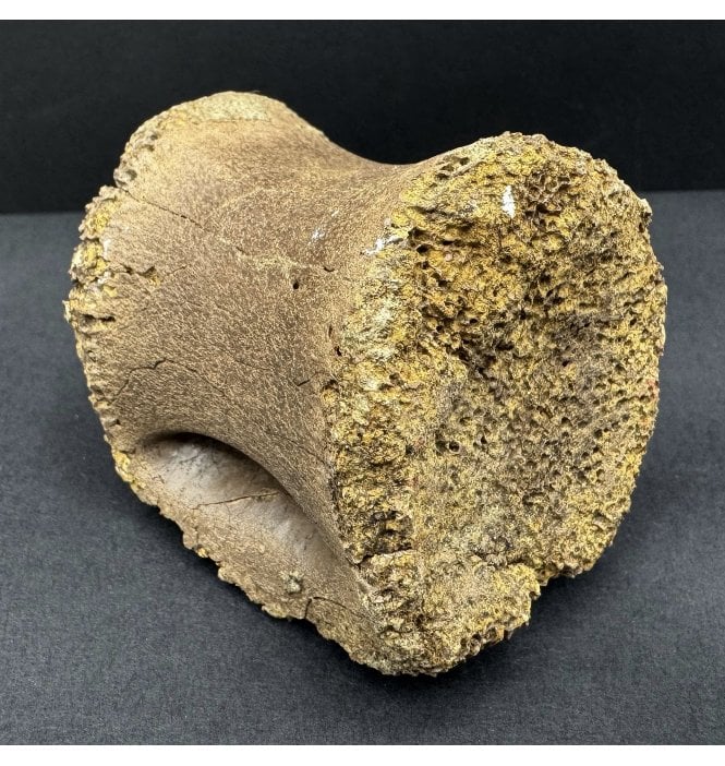 Rare Upper Cretaceous Dinosaur (Oviraptorosaurus) Vertebra from Hell Creek Formation Montana, USA (SKU V8480):- Anzu wyliei