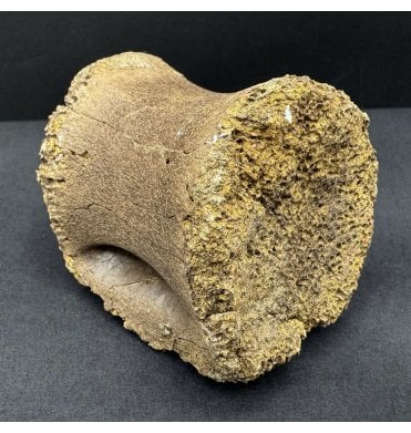 Rare Upper Cretaceous Dinosaur (Oviraptorosaurus) Vertebra from Hell Creek Formation Montana, USA (SKU V8480):- Anzu wyliei